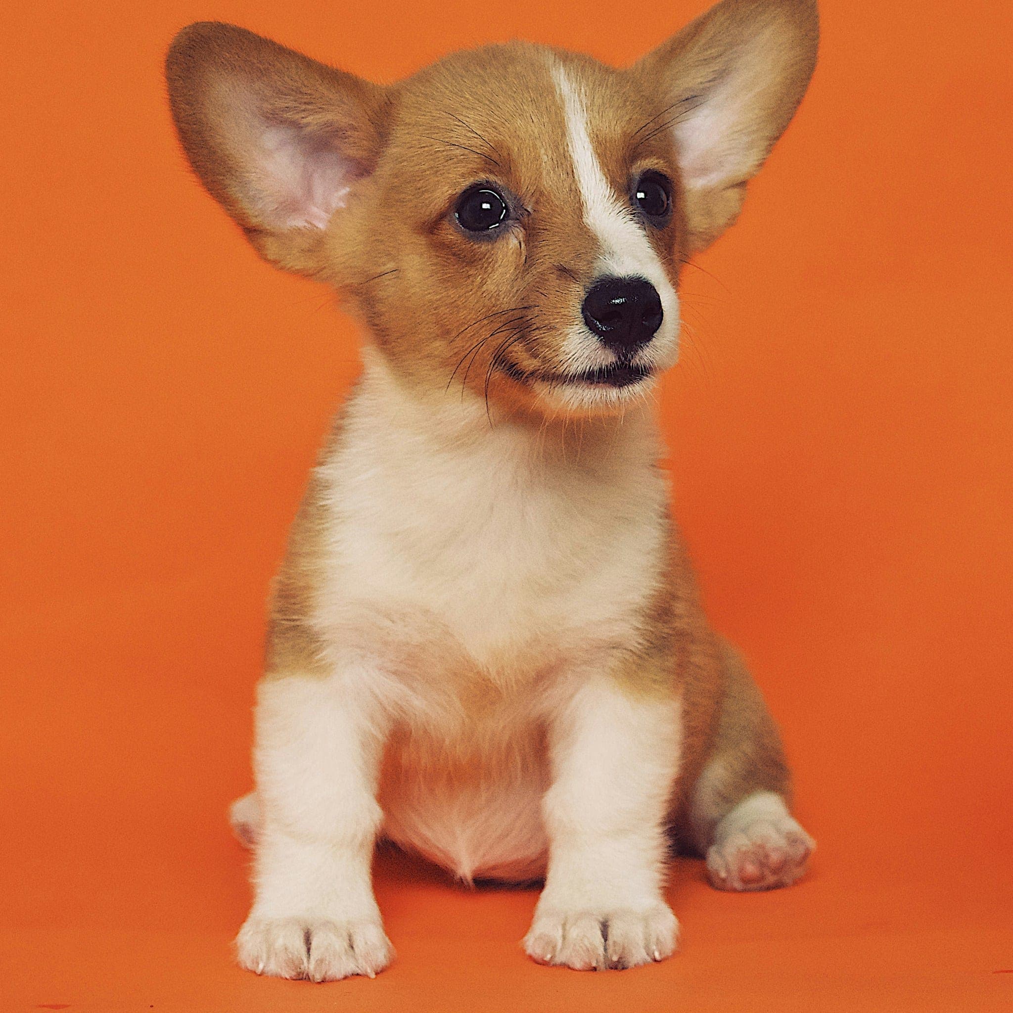 Dog 1