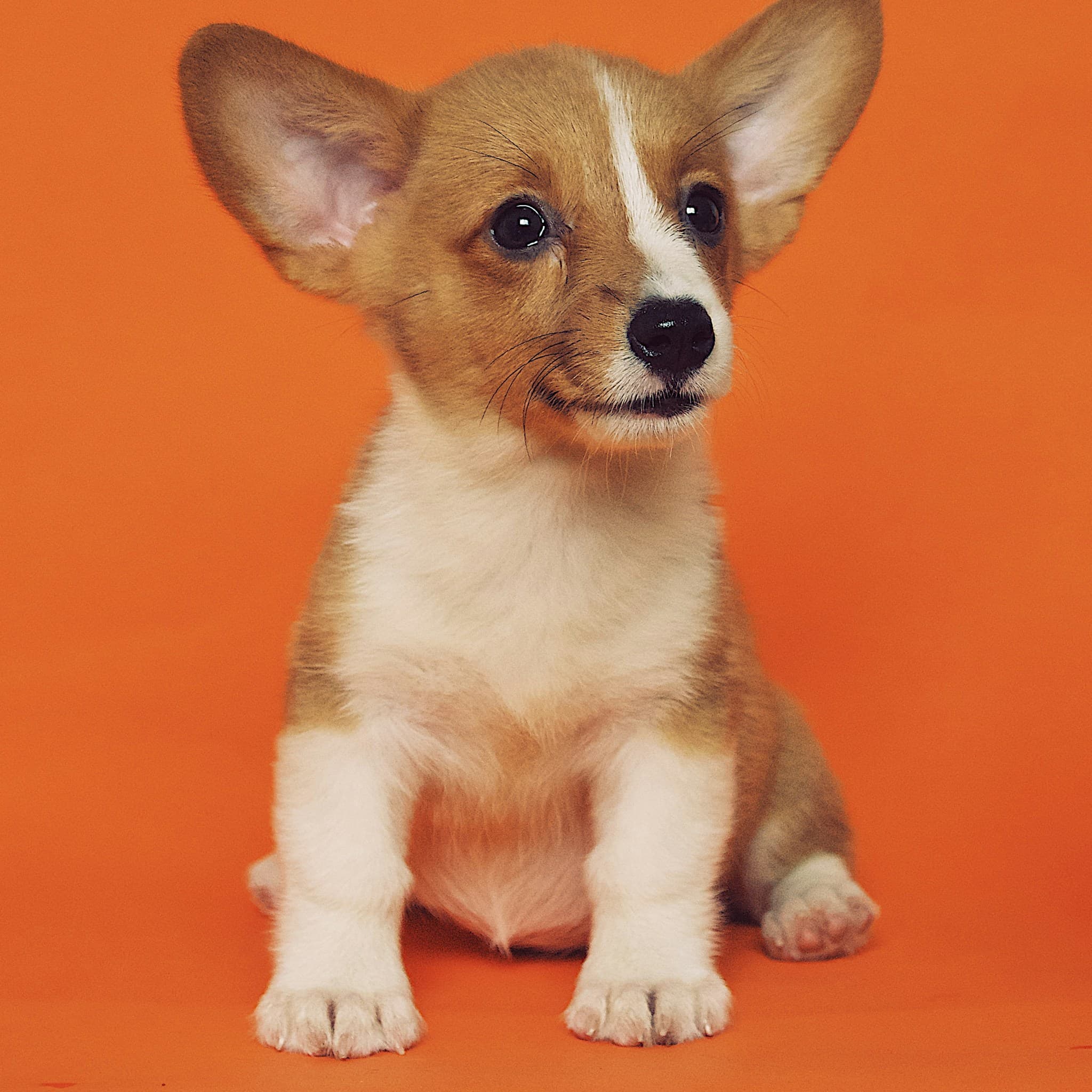 Dog 1