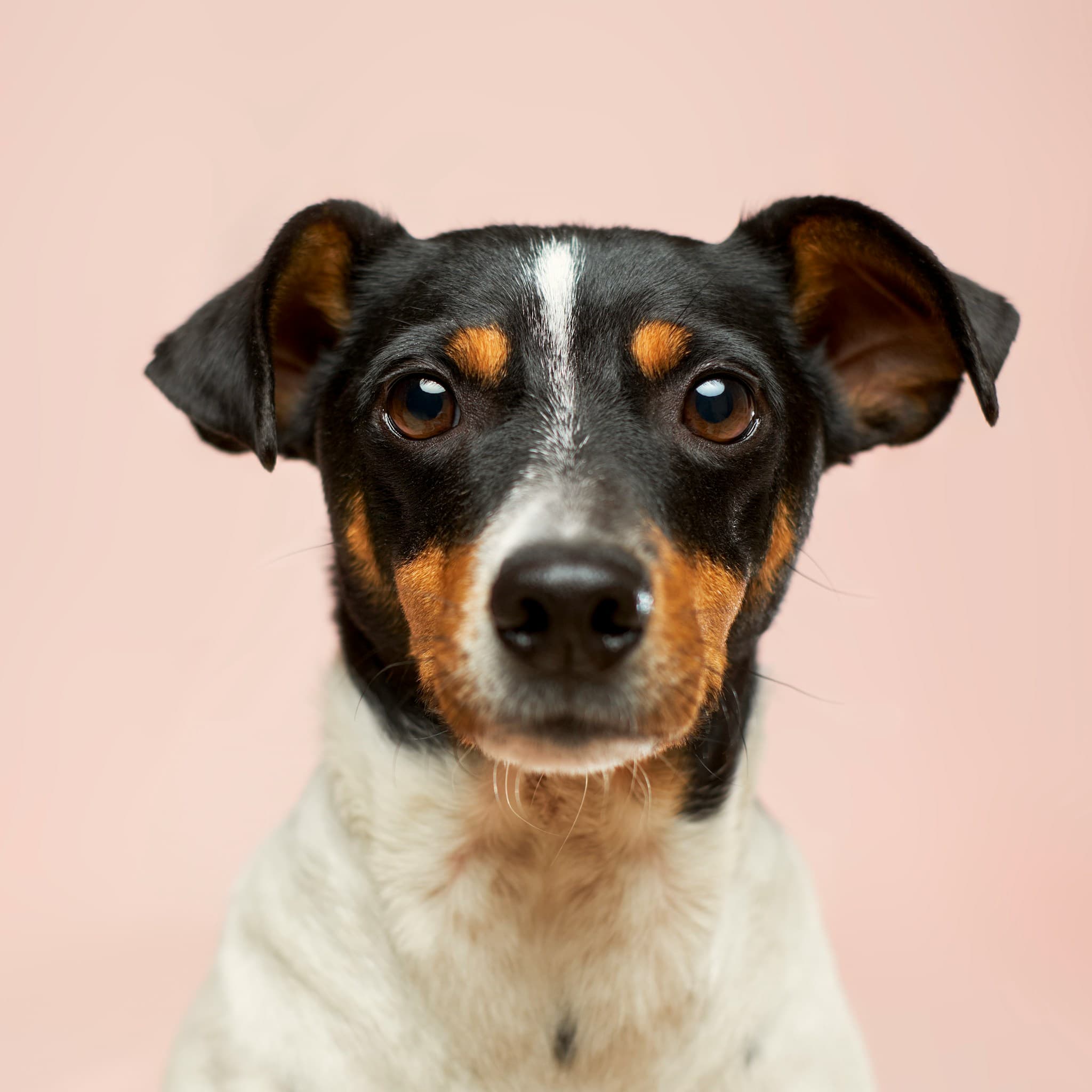 Dog 2