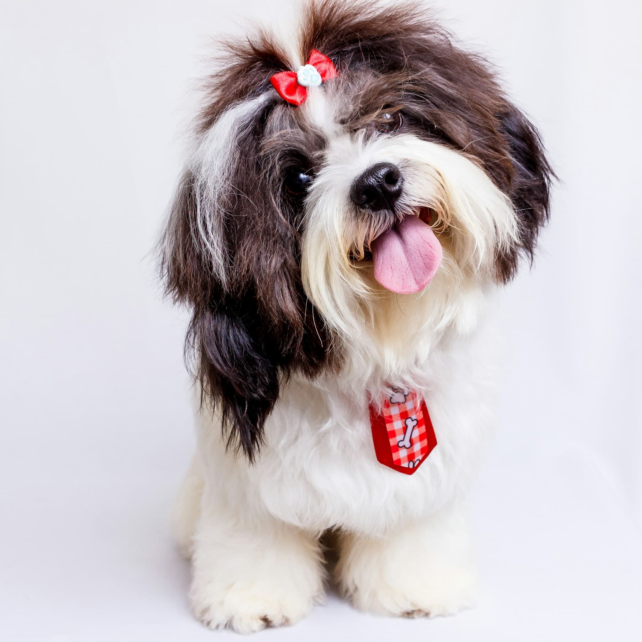 Dog 3