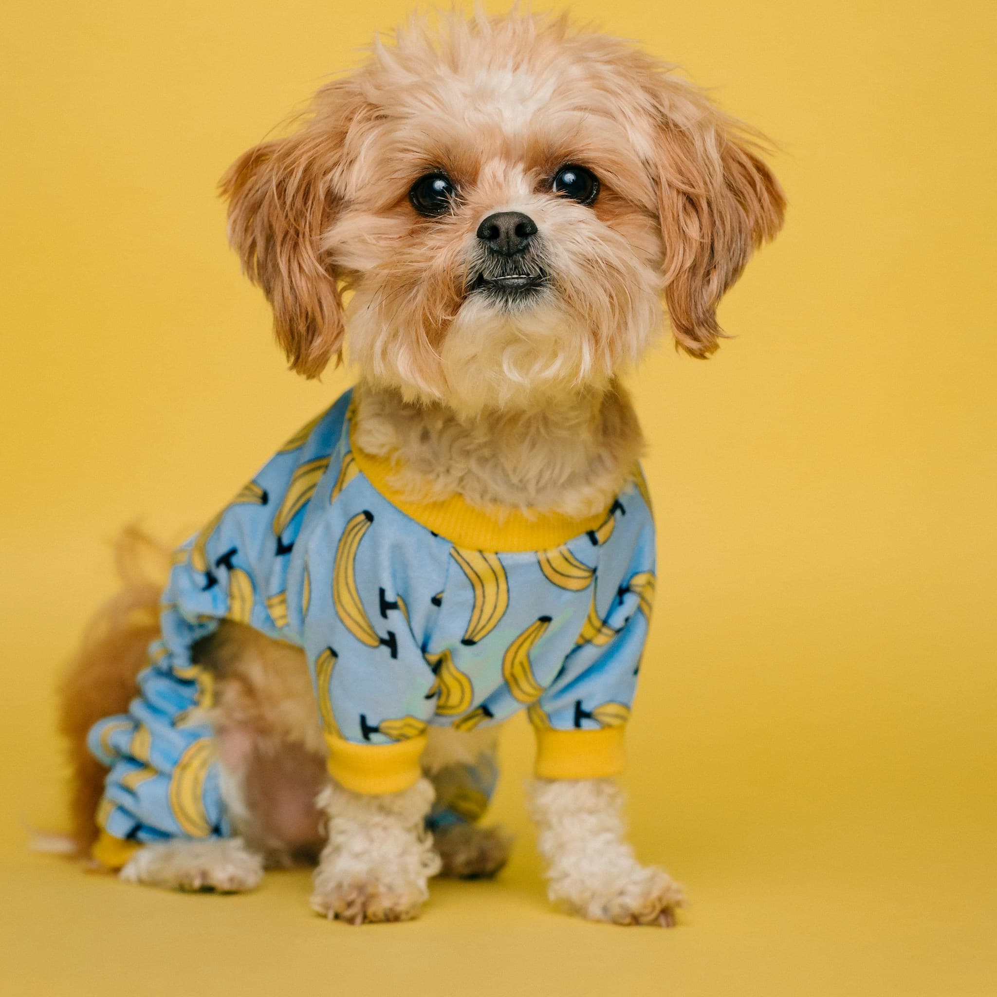 Dog 4