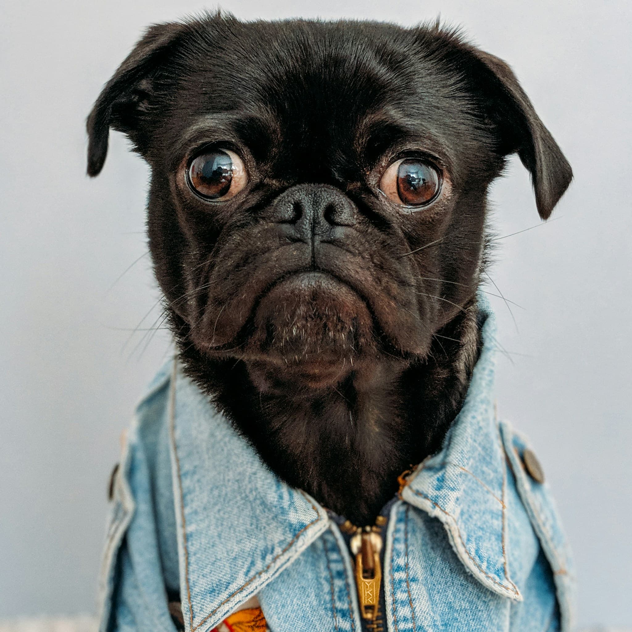 Dog 5