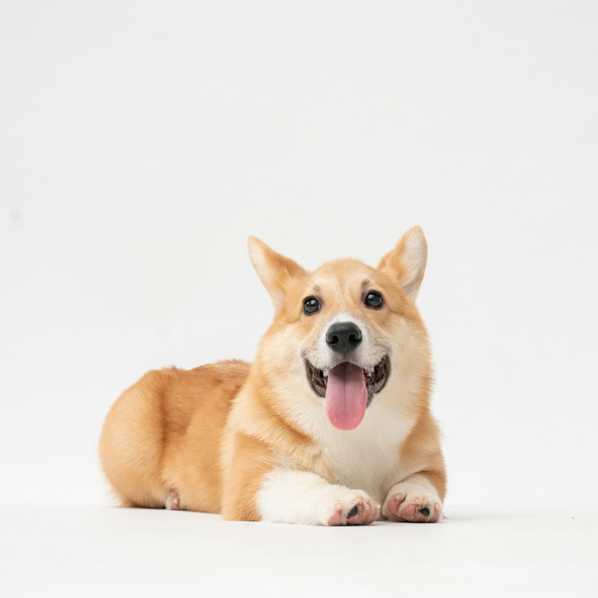 Dog 6